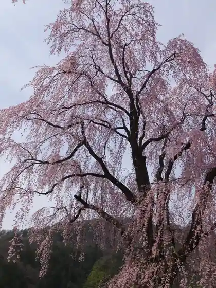Shi Jo no Shidare Sakura