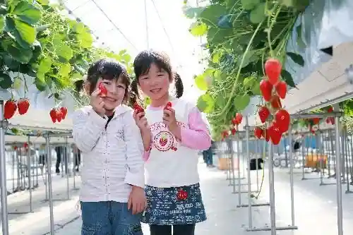 Takagi Village Strawberry Picking
