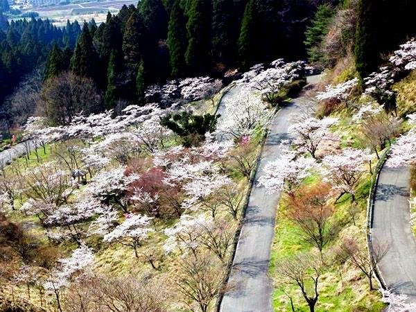 Takamori Pass Thousand Cherry Trees