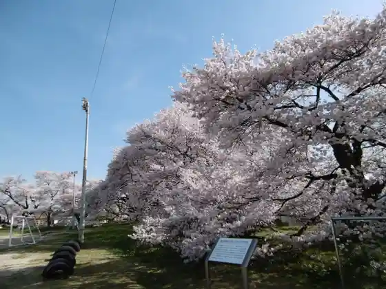 Japan's Best School Cherries (Takamori Minami Elementary School)