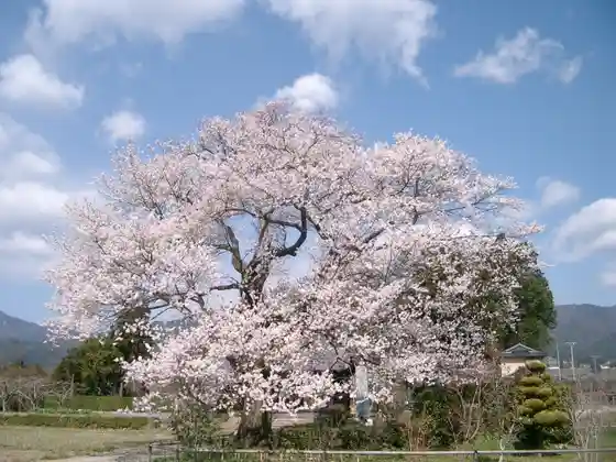 Edohigan Cherry at Shogenji Temple