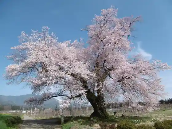 Nyutabaru Cherry Blossoms