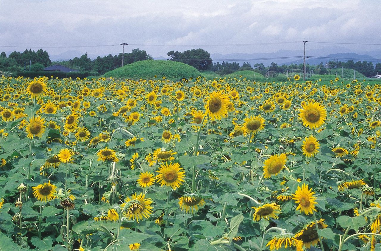Mochida Kofun Group and Takanabe Daishi