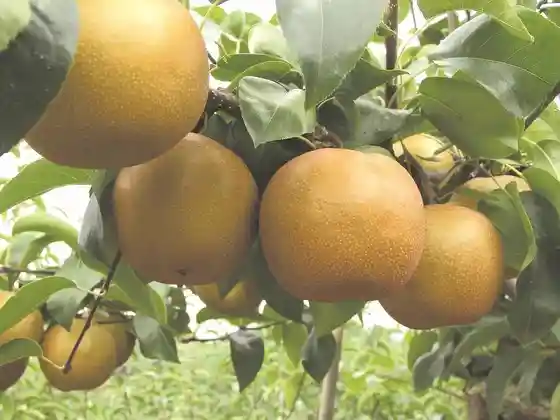 Fruit Picking (Takasaki City)