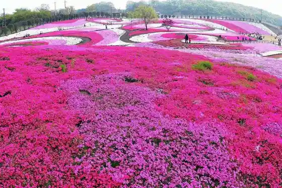 Misato Shibazakura Park
