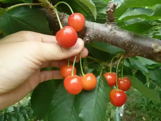 Kibou no Oka Farm