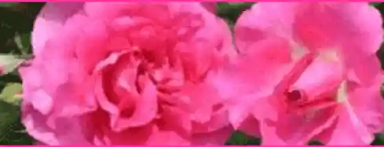 Hanakura Rose Garden