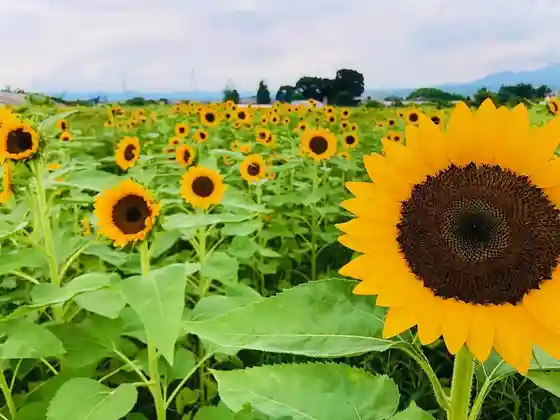 Sunflower Field near Haniwa Village Park (Sunflower Maze)