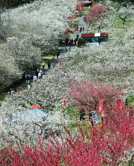 Misato Plum Grove