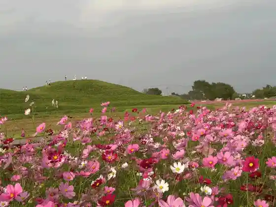 Haniwa Village Cosmos