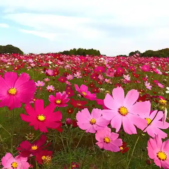 Hanadaka Viewpoint Flower Hill