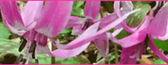 Ogushi Dogtooth Violet Village
