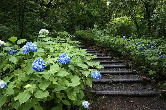 Mount Ushibuse Hydrangea Path
