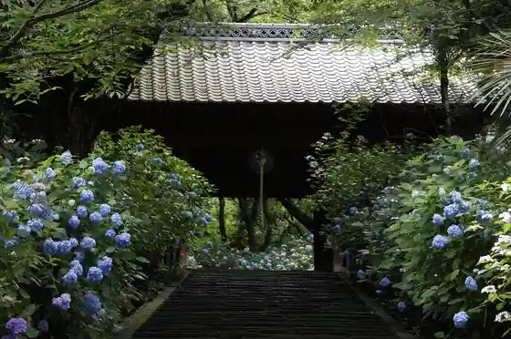 Kiyomizu Temple (Hydrangeas)