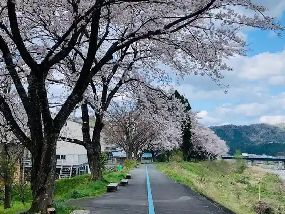 Tochigi Cherry Blossoms
