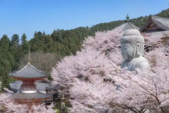 Tsubo Saka Tera