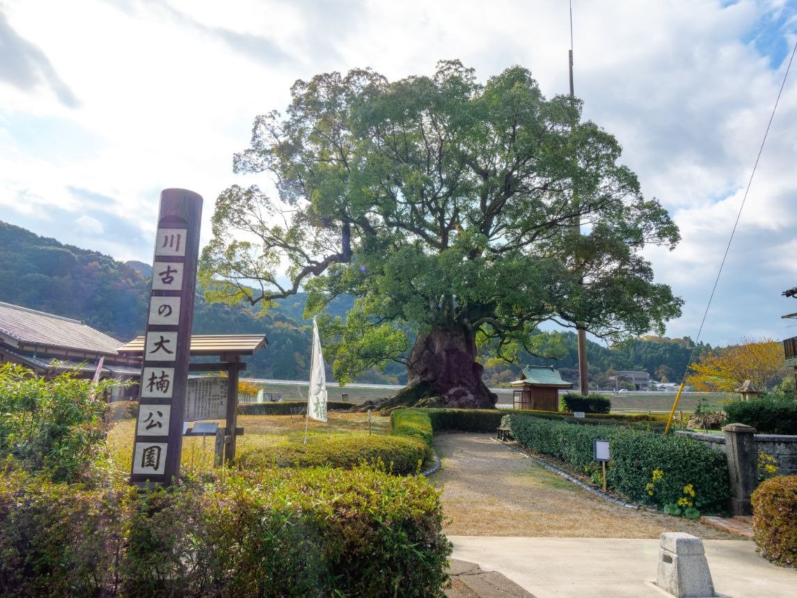 Great Camphor of Kawago