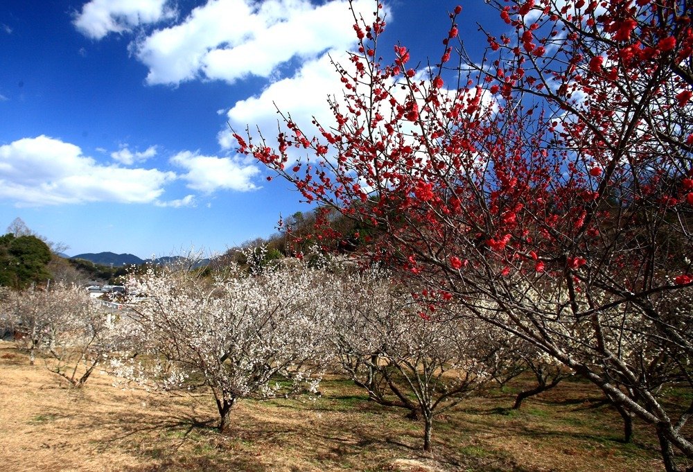 Mifunegaoka Plum Garden