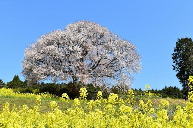Baba Mountain Cherry
