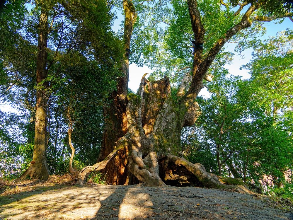 Great Camphor of Tsukazaki