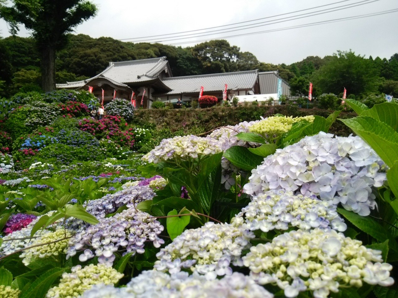Daisho-ji (Hydrangea Temple)