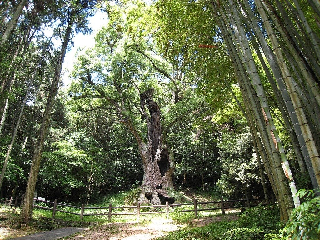 Takeo Shrine & Great Camphor