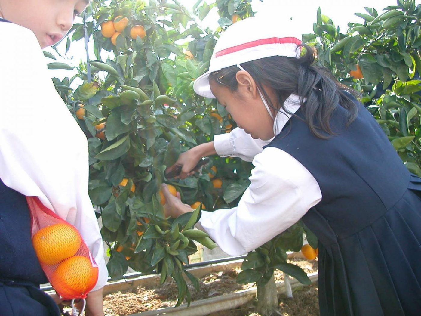 Mizumoto Orange Garden