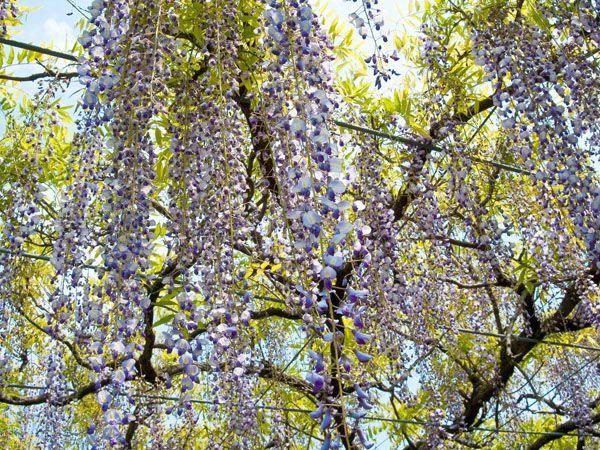 Yamada Wisteria (Yamada Hiyoshi Shrine)