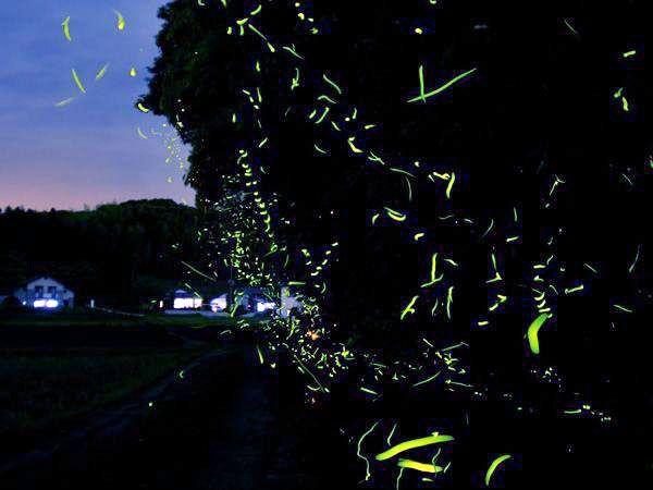 Firefly Village