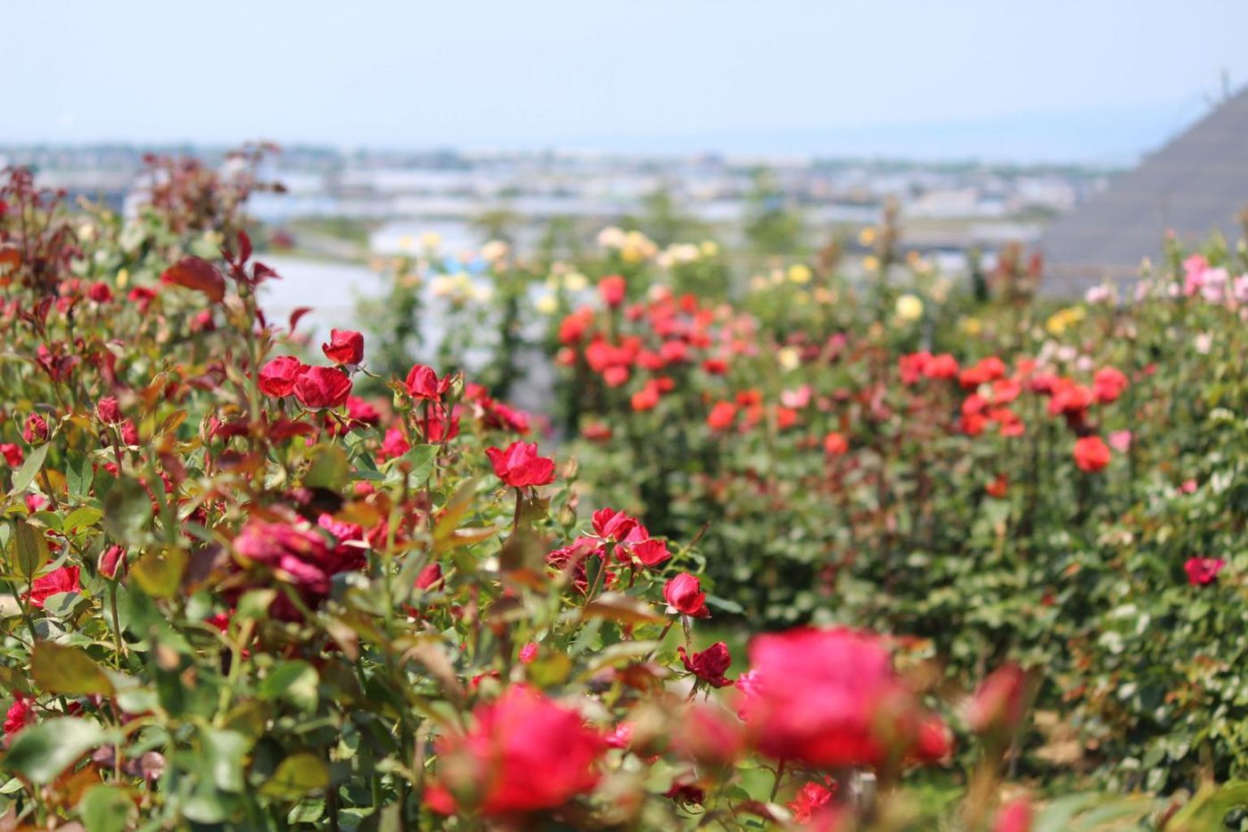 Tamana Flower Park