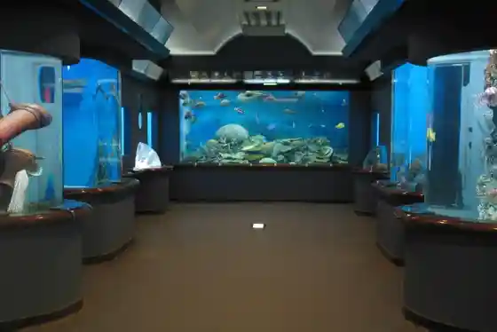 Shibukawa Marin Aquarium (Tamano Rikkai Hiroshi Museum) (place)