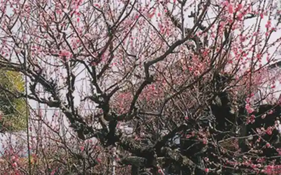 Garyo Ume