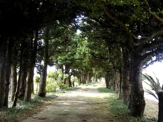 Shiokawa Utaki Plant Community and Fukugi Avenue (Prefectural Natural Monument)