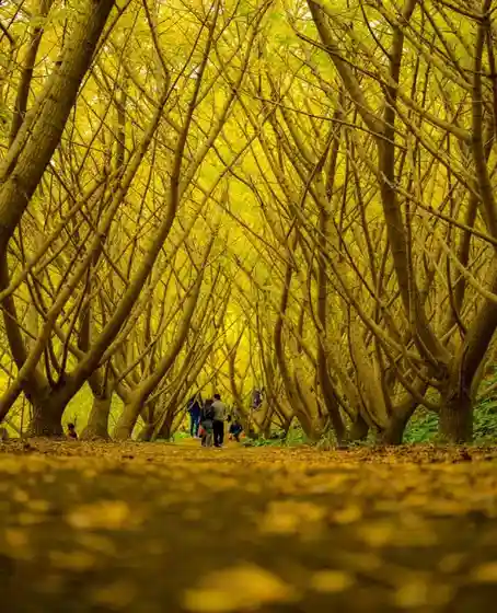 Tarumizu Thousand Ginkgo Trees