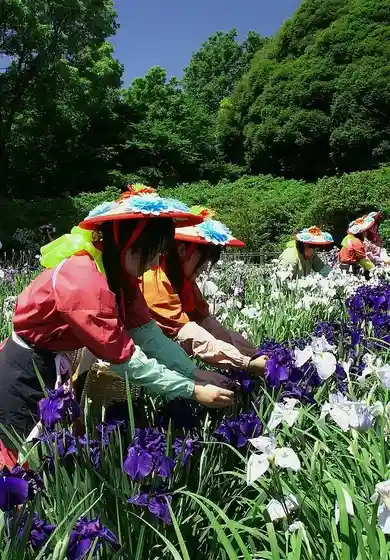Tatebayashi Hanashobu Sono (Tsutsujiga Oka Daini Park)