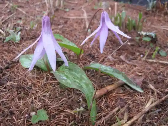 Katakuri Flowers at Tsuganeji Temple