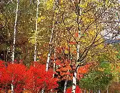 Shirakaba Highlands no Autumn Leaves