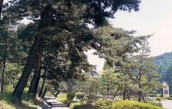 Kasatori Toge no Matsunami Ki