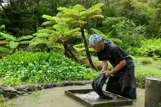 Mud Dyeing Experience and Process Tour (Oshima Tsumugi Village)