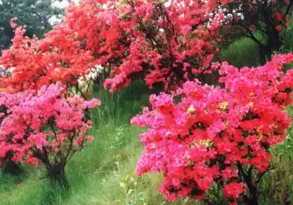 Azaleas at Kojinyama Park