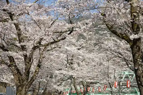 Matsushima Sakura Park