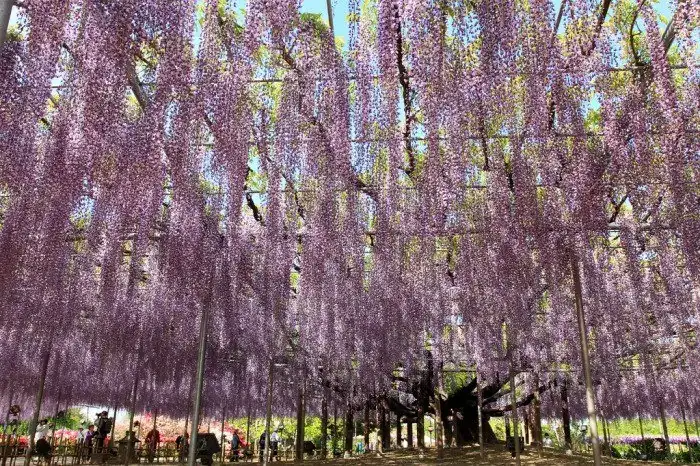 Ashikaga Furawa Park