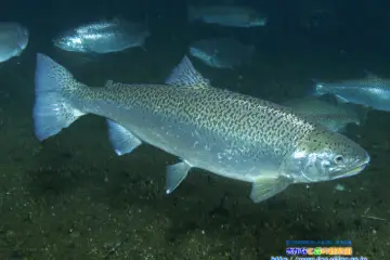 Freshwater Fish Viewing and Feeding Experience (Fish and Forest Observation Garden)