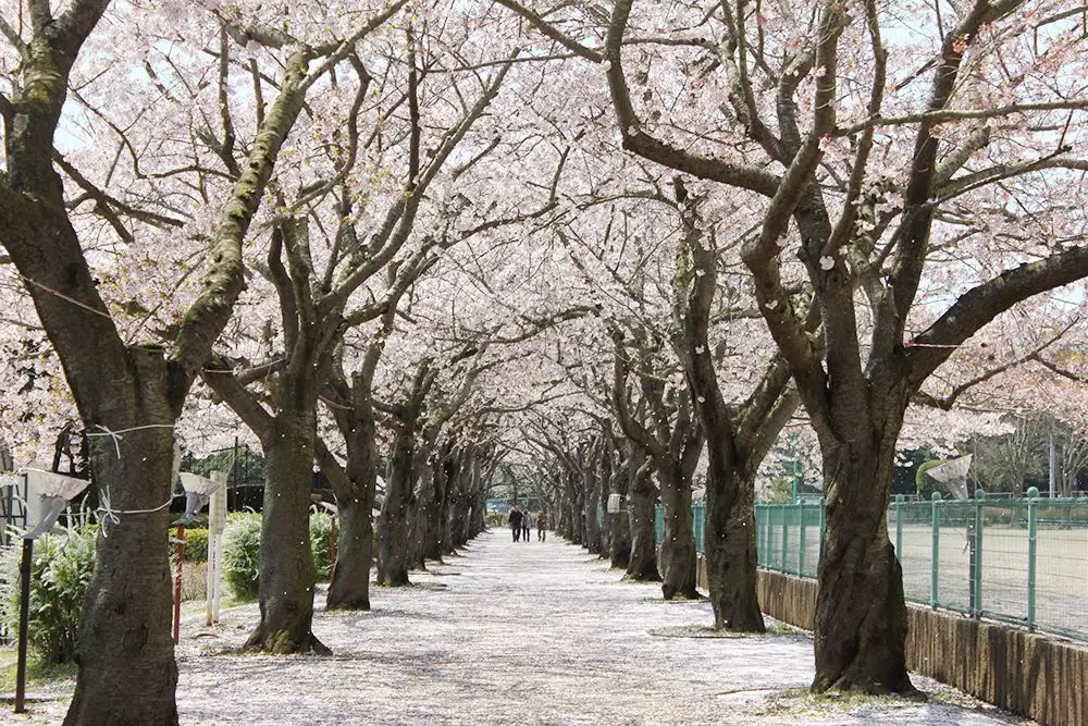 Akogigaura Park (Akogigaurakoen)