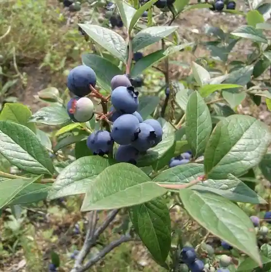 Fujito Ichigo Sono