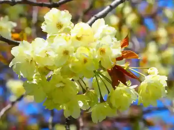 Kizakura no Oka Park