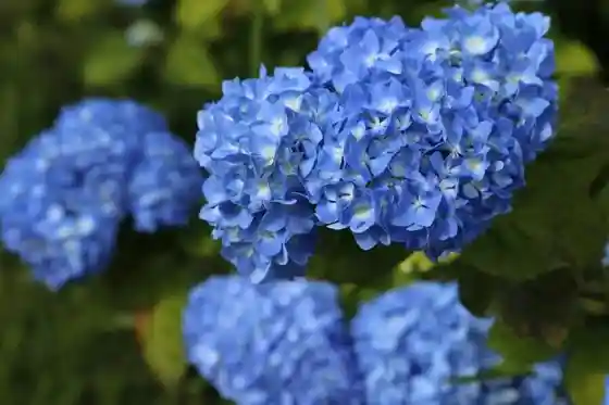 Ajisai Park