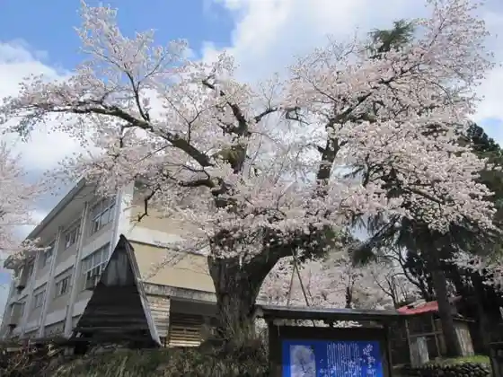 Shirokura no Kasumizakura