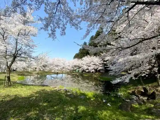 Oi Ta no Sato Park Cherry Blossoms