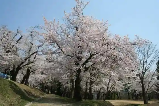 Chojagahara Park Cherry Blossoms